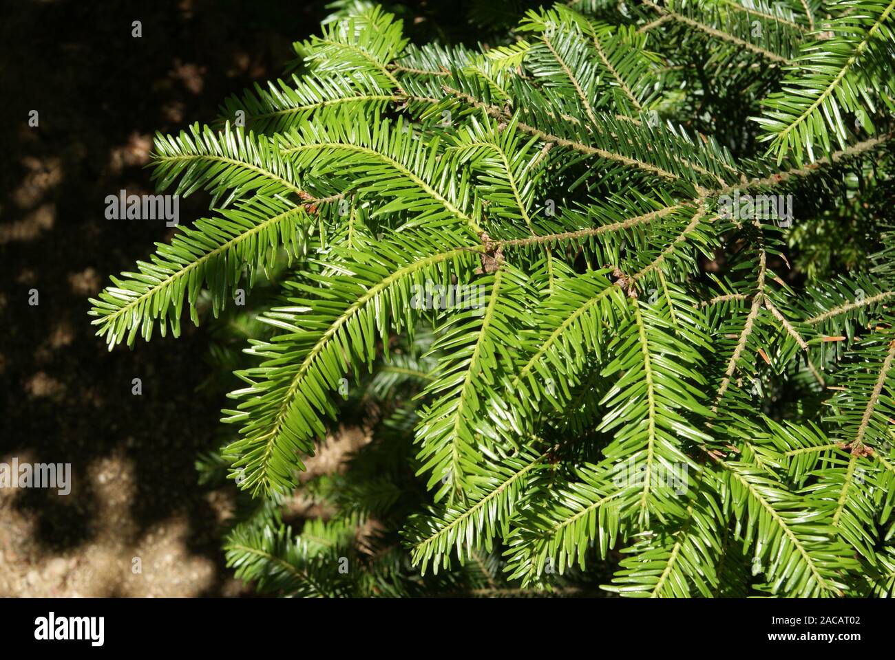 Abies alba, Weißtanne, white fir Stock Photo
