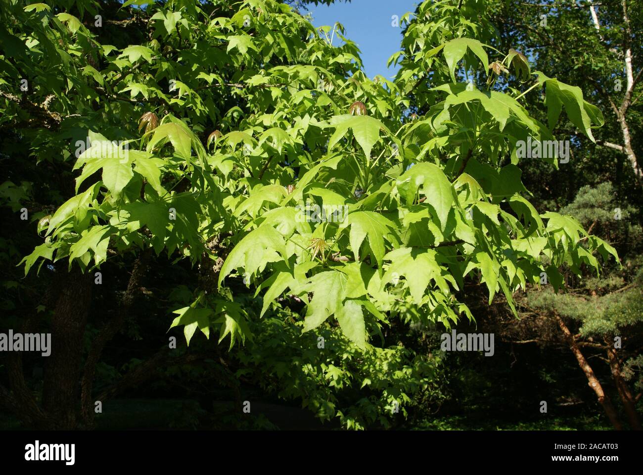 Liquidambar styraciflua, Amberbaum, american sweetgum Stock Photo Alamy