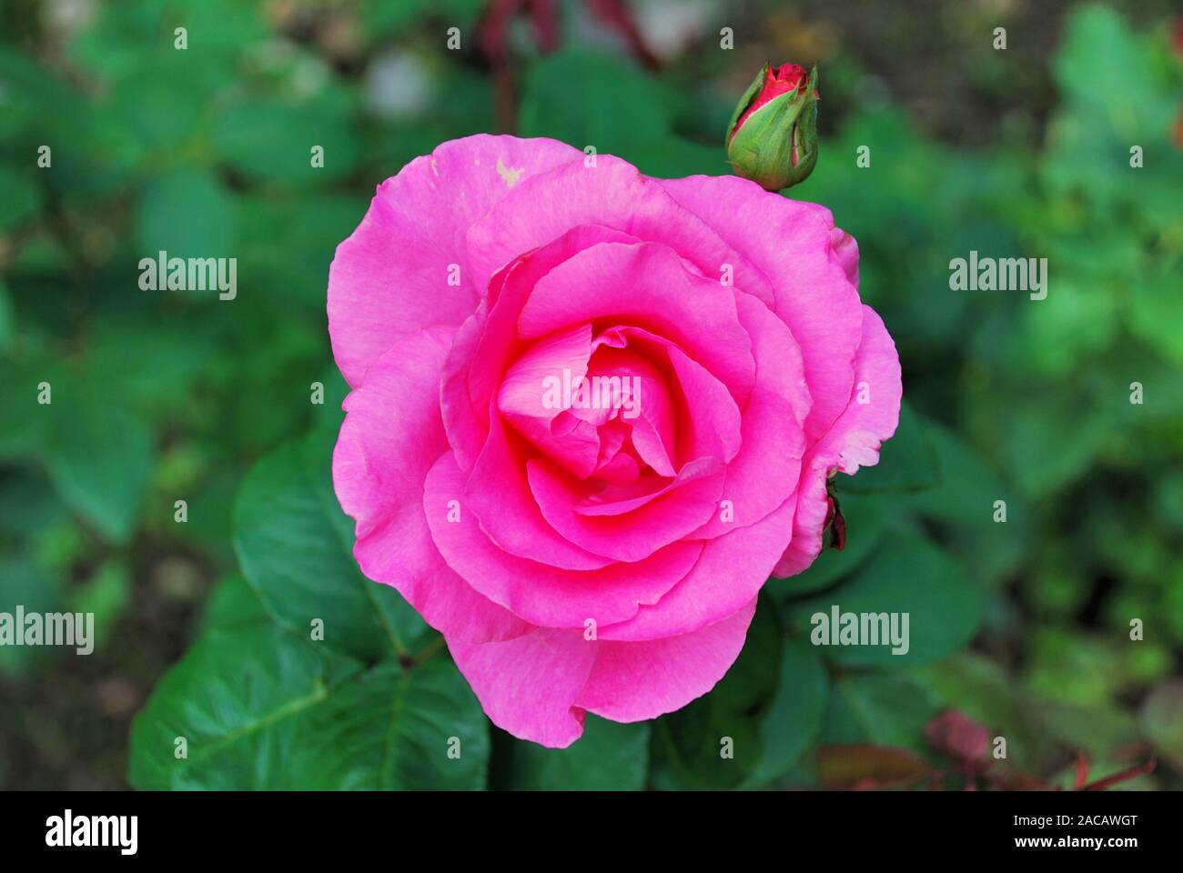 Rose blossom ( Rosaceae ) Stock Photo