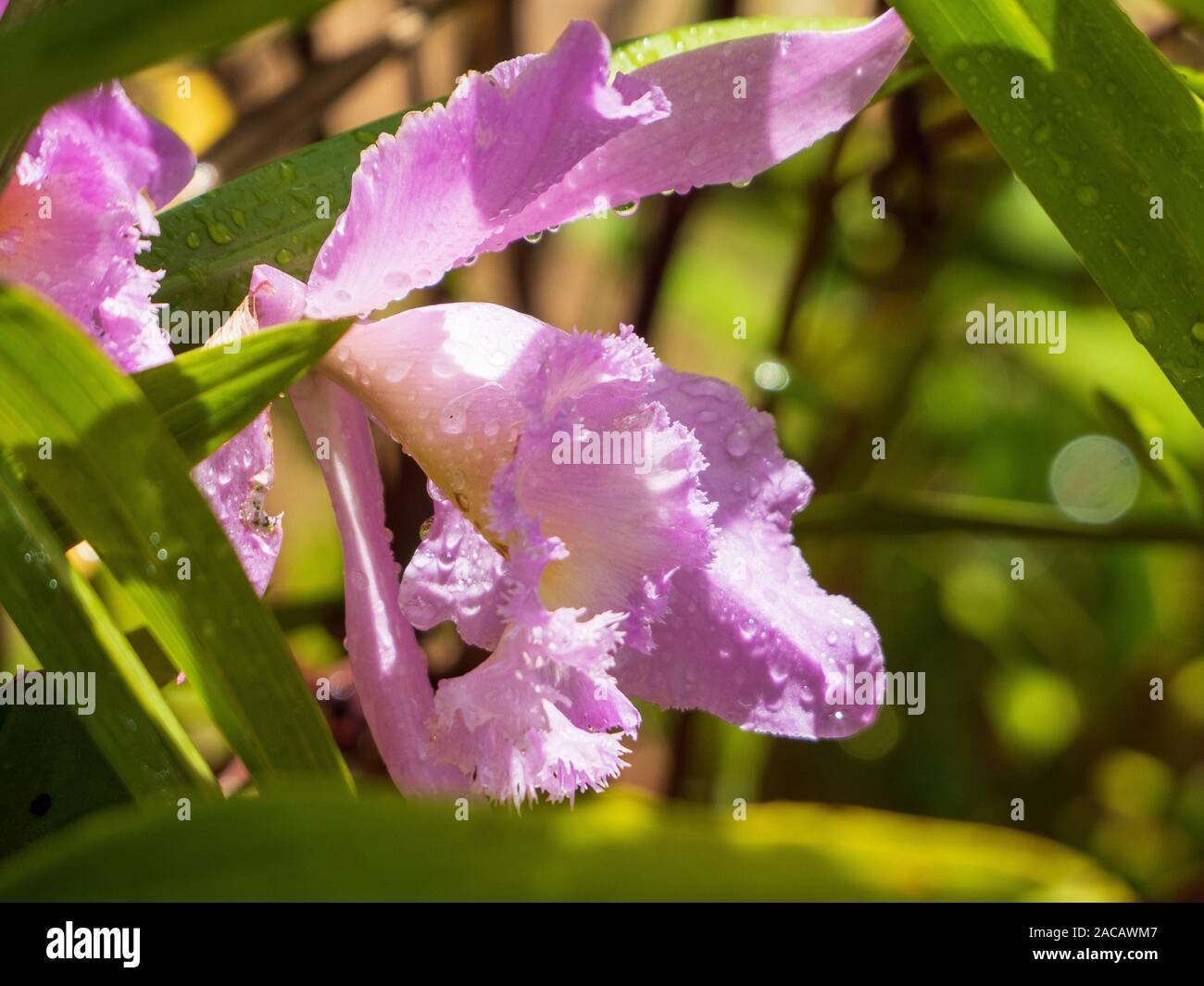 Pink Mauve Cattleya Orchid covered in fresh rain drops in dappled sunlight in an Australian Coastal Garden Stock Photo