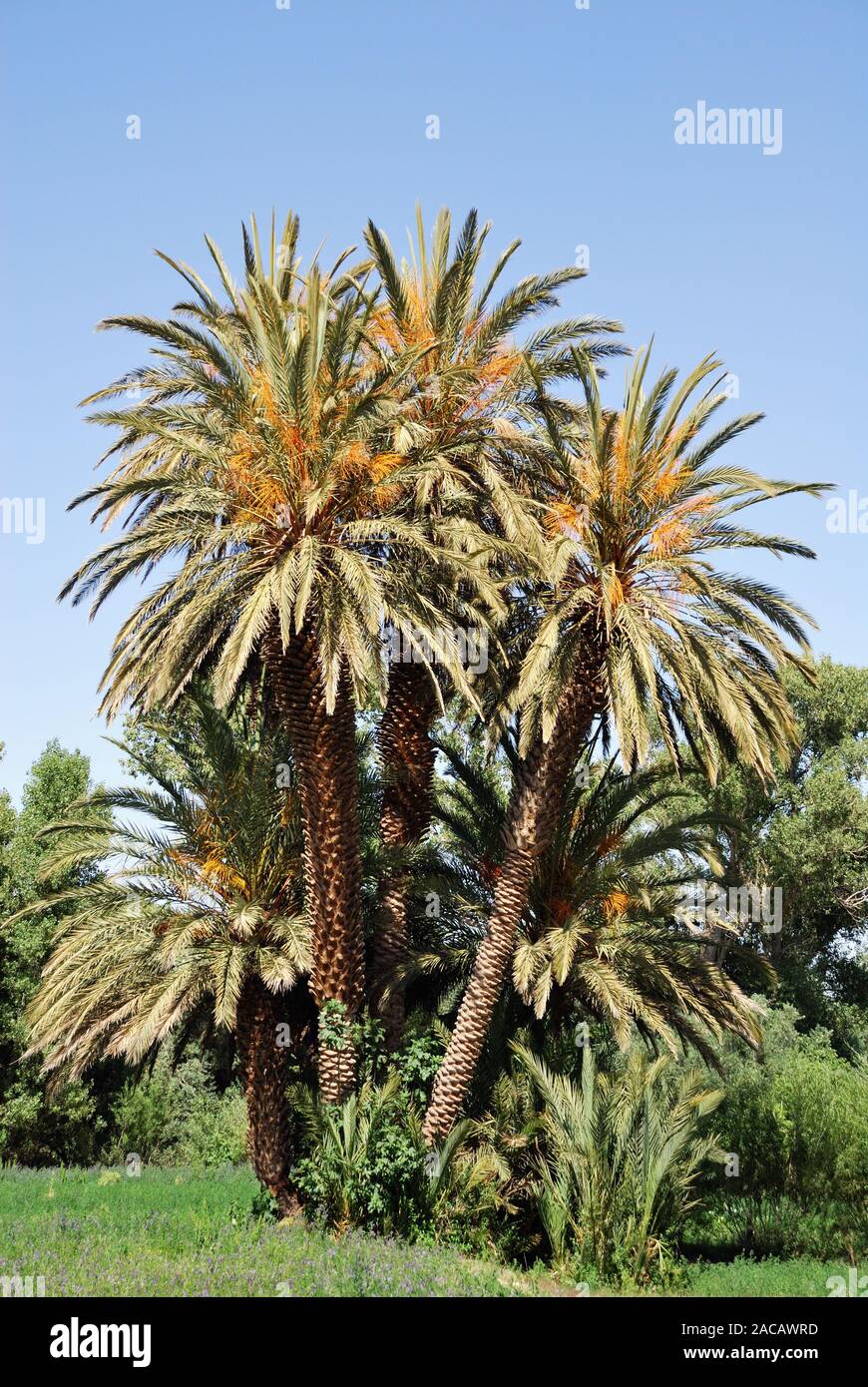 Dattel palms (Phoenix dactylifera), Morocco, Nordafrika Stock Photo