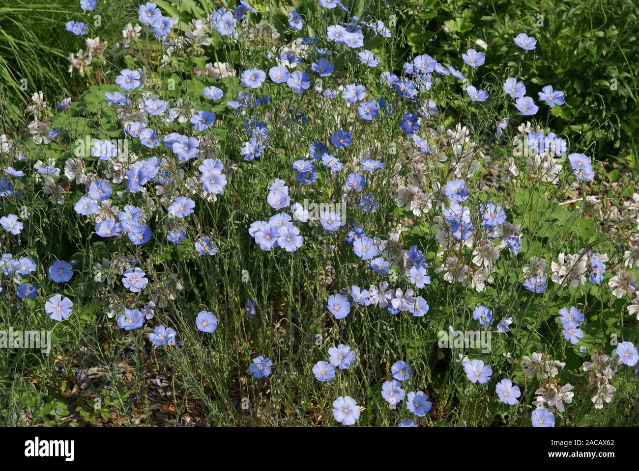 Linum perenne, blue flax, blue flax Stock Photo
