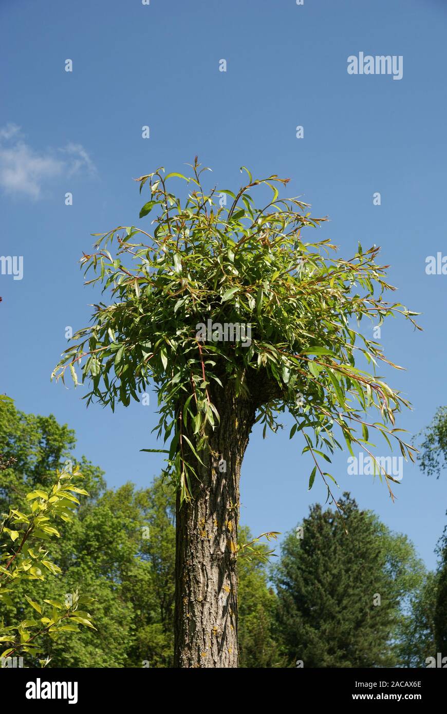 Salix daphnoides, mature willow, head willow Stock Photo