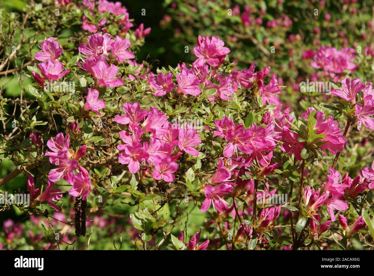 Rhododendron japonicum hi-res stock photography and images - Alamy