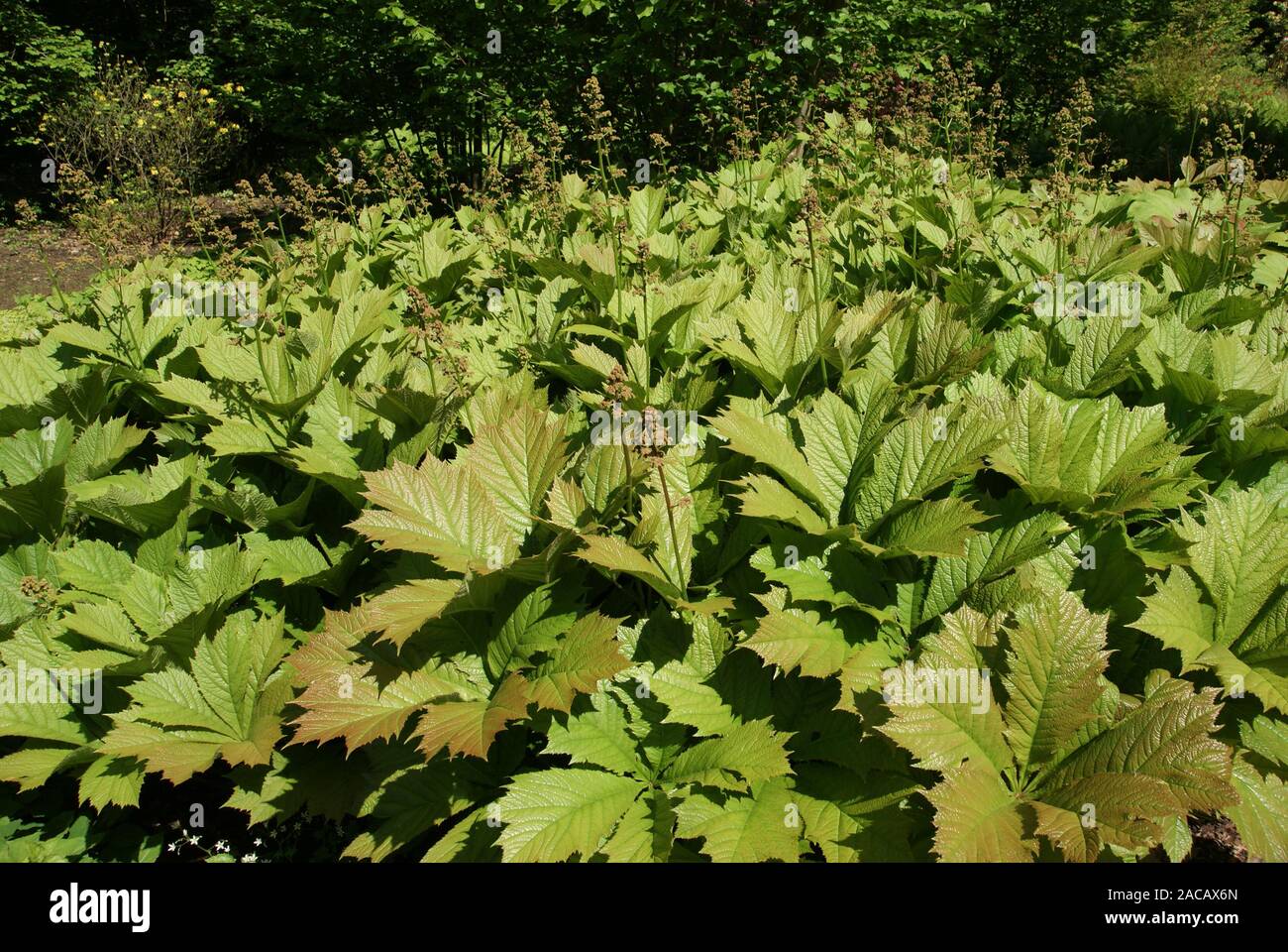 Rodgersia aesculifolia, chestnut leaf Stock Photo