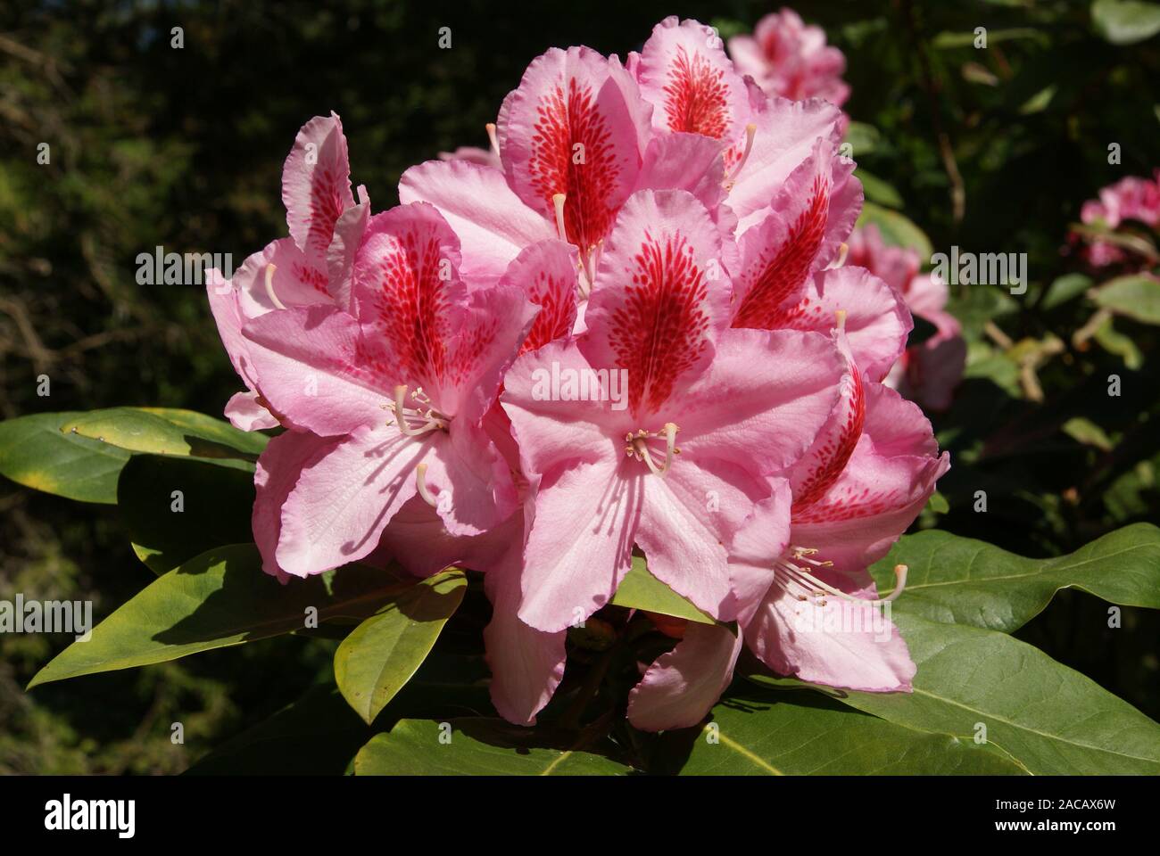 rhododendron house Purple Gem Rhododendron