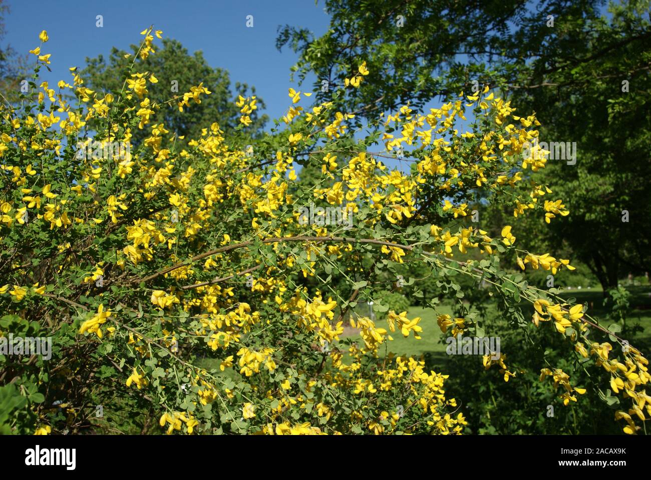 Cytisus sessilifolius, Ginster, broom Stock Photo