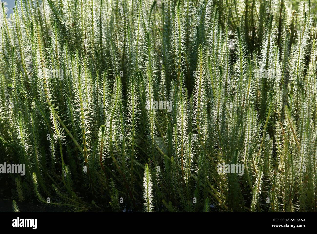 Hippuris vulgaris, fir feather duster, mares tail Stock Photo