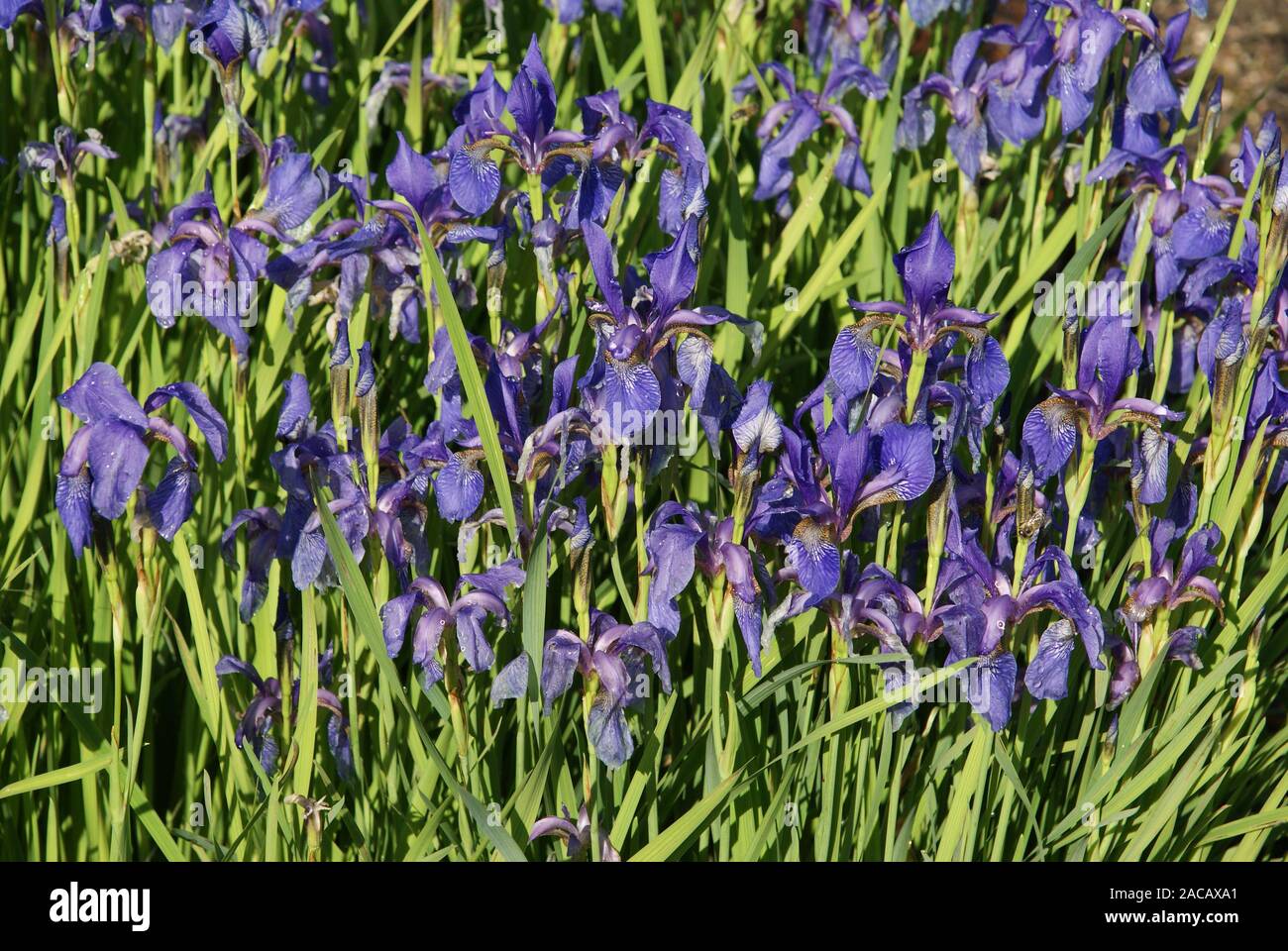 Iris chrysographes, iris, blue flag Stock Photo Alamy