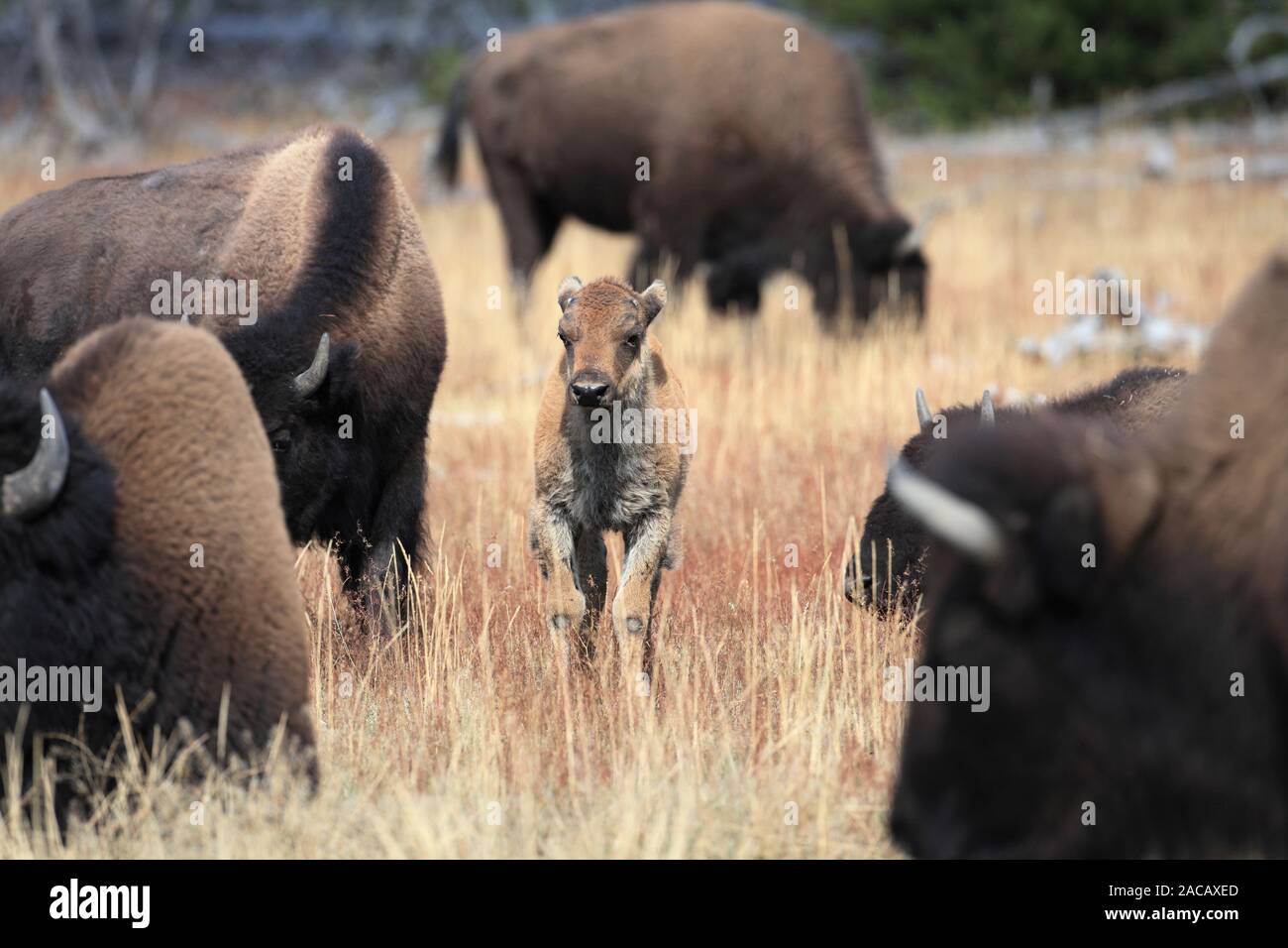 Bisonkalb Yellowstone NP USA Stock Photo