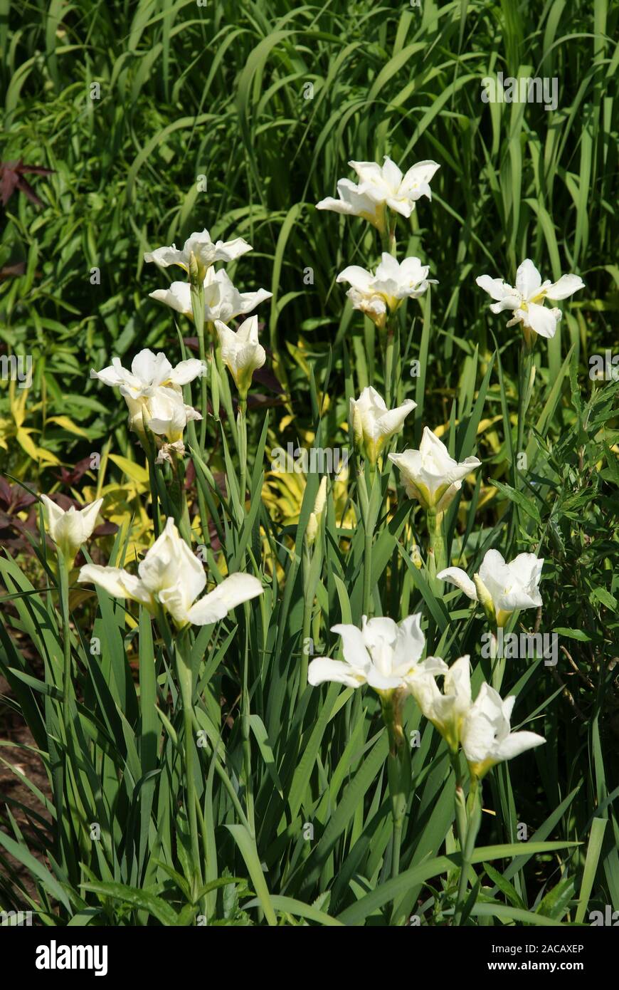 Iris ensata, Japanese marsh iris Stock Photo