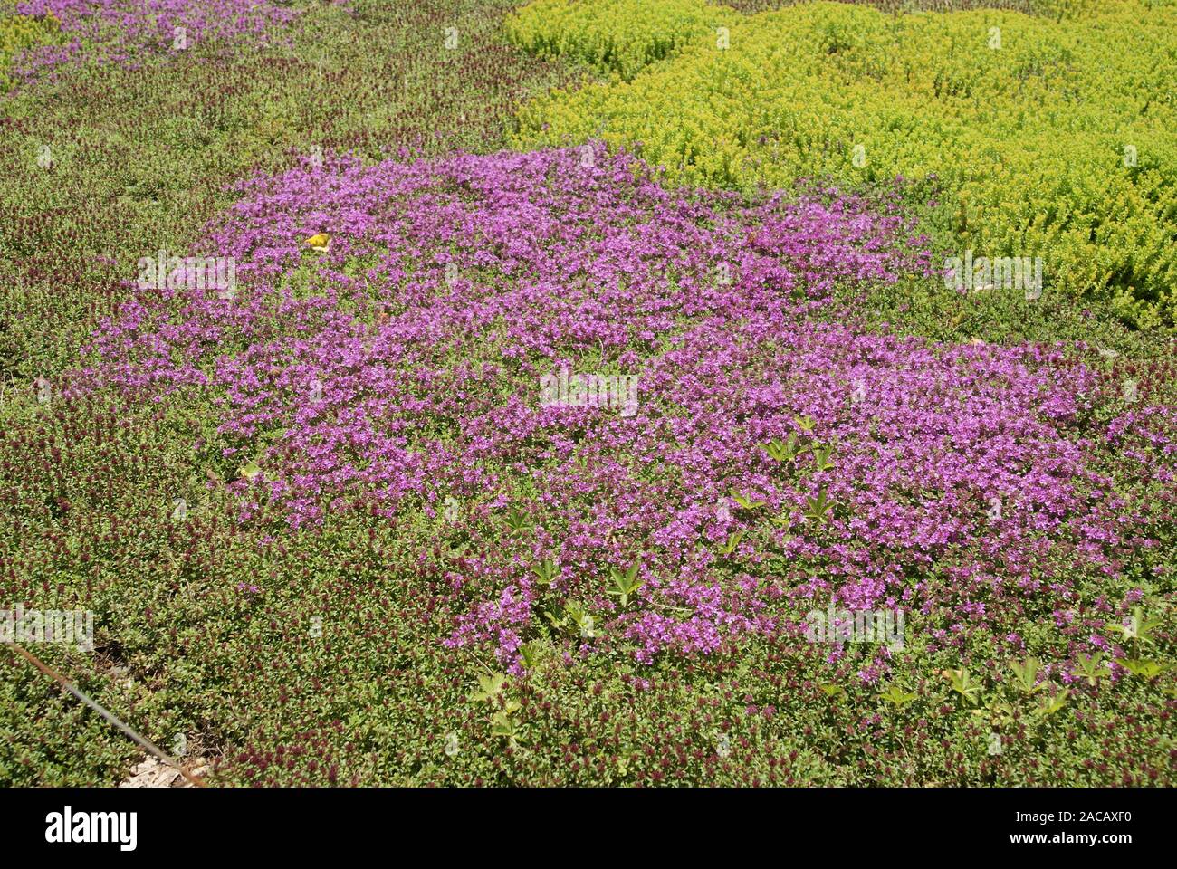 Thymus serphyllum, Sandthymian, wild thyme Stock Photo