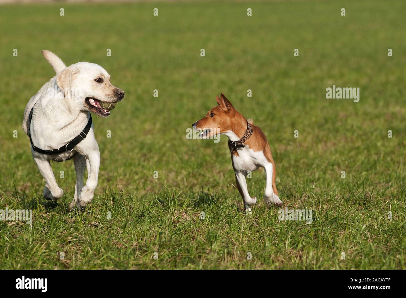 basenji lab