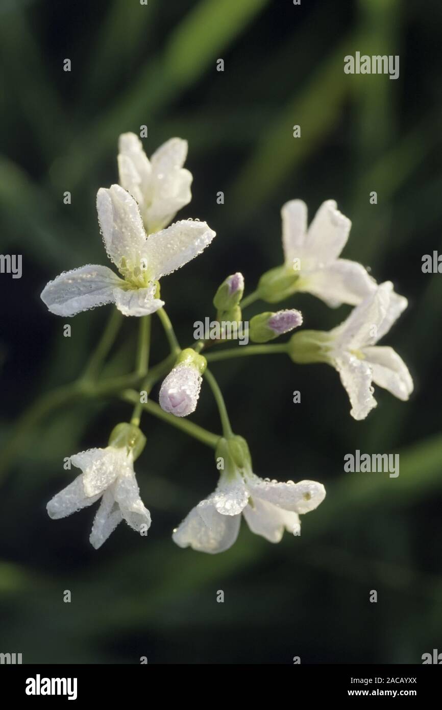 Meadow bittercress (Cardamine pratensis) Stock Photo