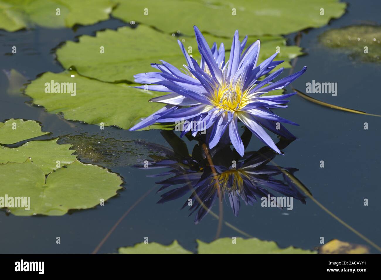 Water lily (Nymphaea sp.) Stock Photo