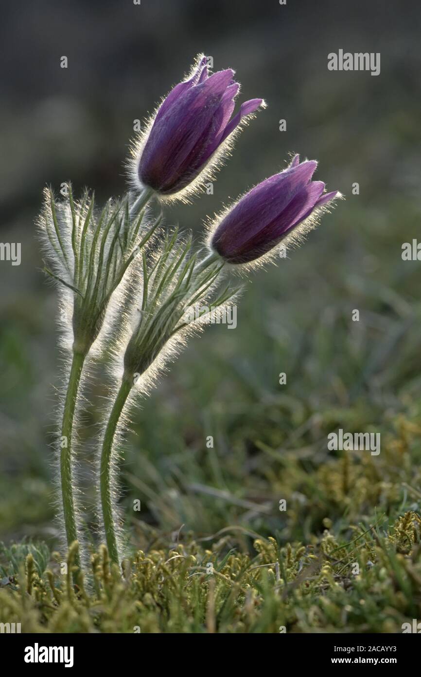 (common) pasque flower [Pulsatilla vulgaris, syn.: Anemone pulsatilla], Germany Stock Photo