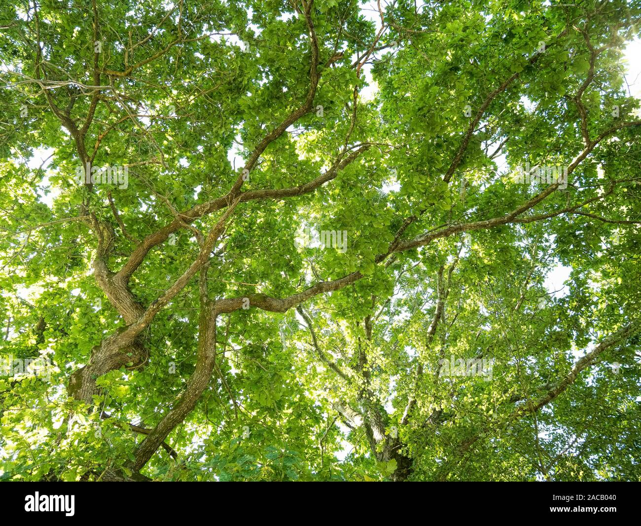 Nature background with green forest trees Stock Photo - Alamy
