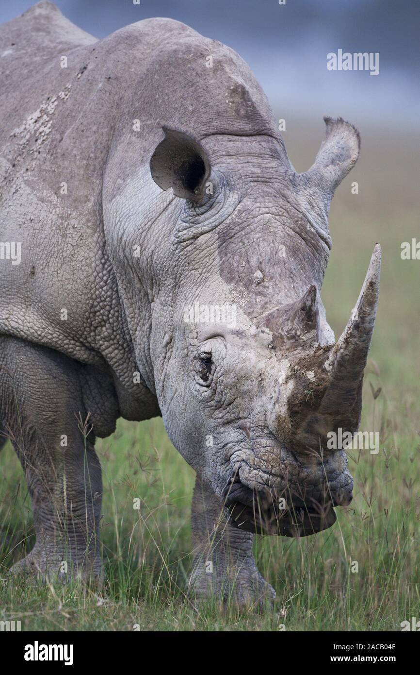 White Rhino, Botsuana Stock Photo