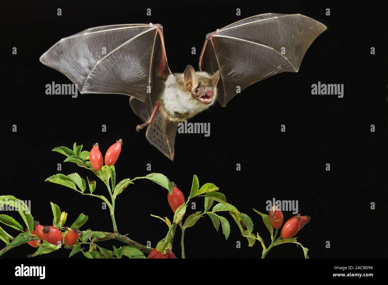 Big mouse ear bat, Myotis myotis, Germany Stock Photo
