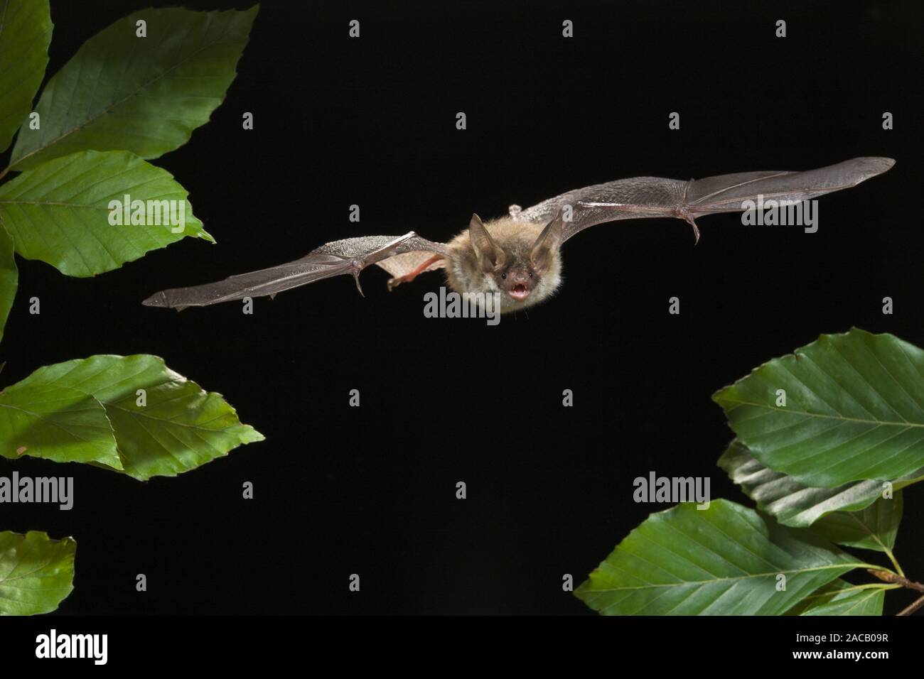 Bechstein bat (Myotis bechsteinii), Bechstein's bat Stock Photo