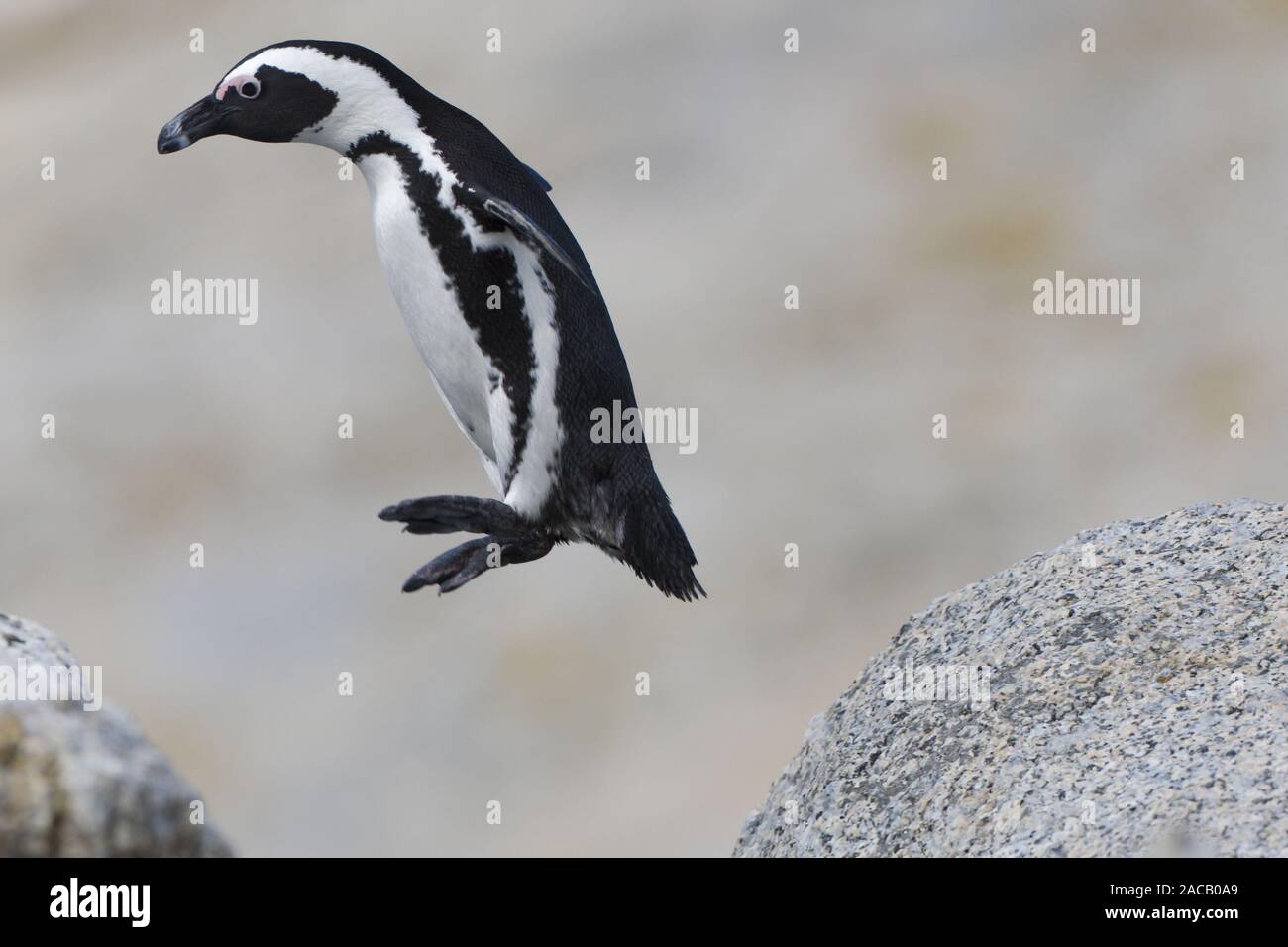 Spectacled Penguin, (Spheniscus demersus), Jackass Penguin Stock Photo