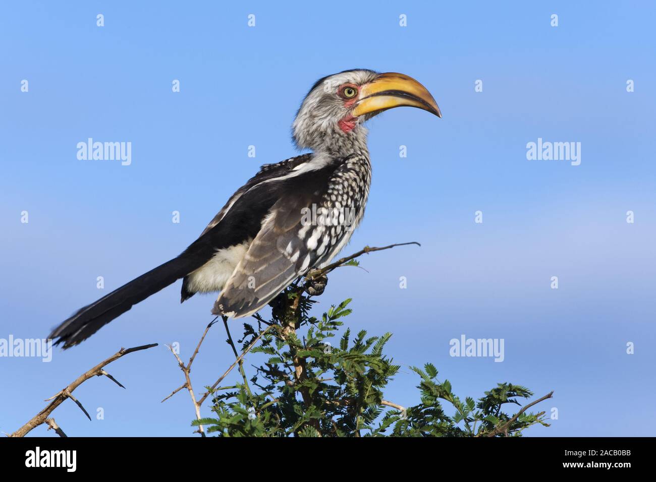 Yellow-billed Hornbill, (Tockus leucomelas), Yellow-billed Hornbill Stock Photo