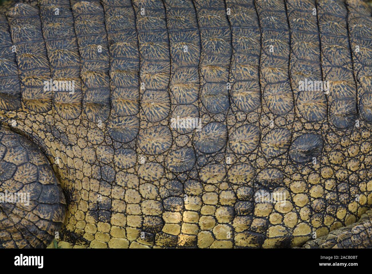 Scaly skin of a Nile crocodile Stock Photo