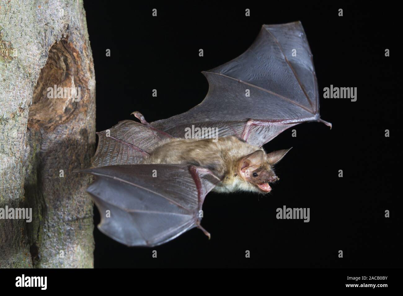 Greater Mouse-eared Bat, Myotis myotis, Germany Stock Photo