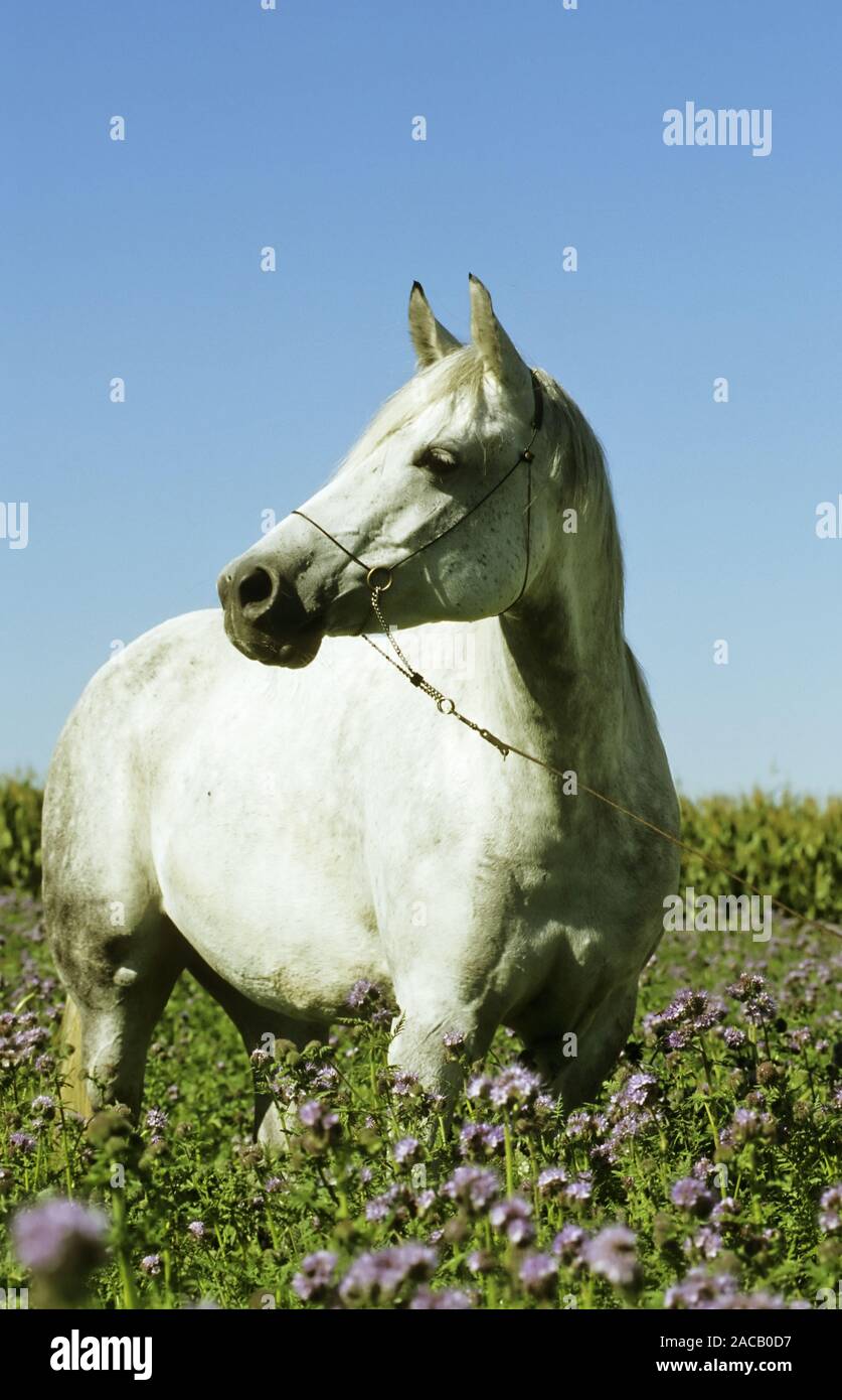 Arabian horse, Arabian thoroughbred, blooded, horse Stock Photo - Alamy