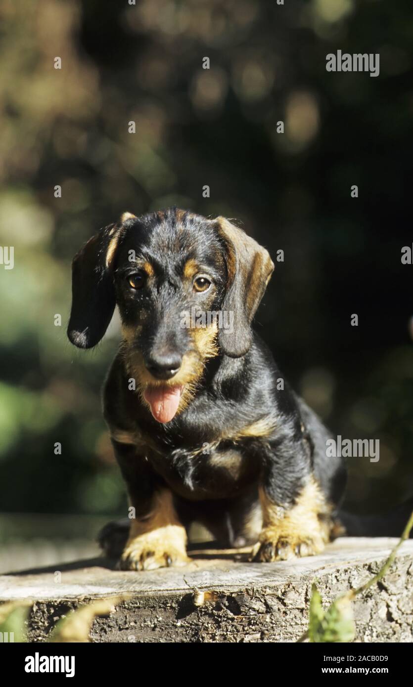 Rough hair dachshund, dog, dog, badger dog, wiener dog, sausage dog Stock Photo