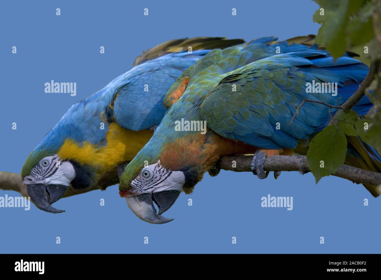 Blue and yellow macaw and Hybrid-macaw, Ara ararauna, Stock Photo