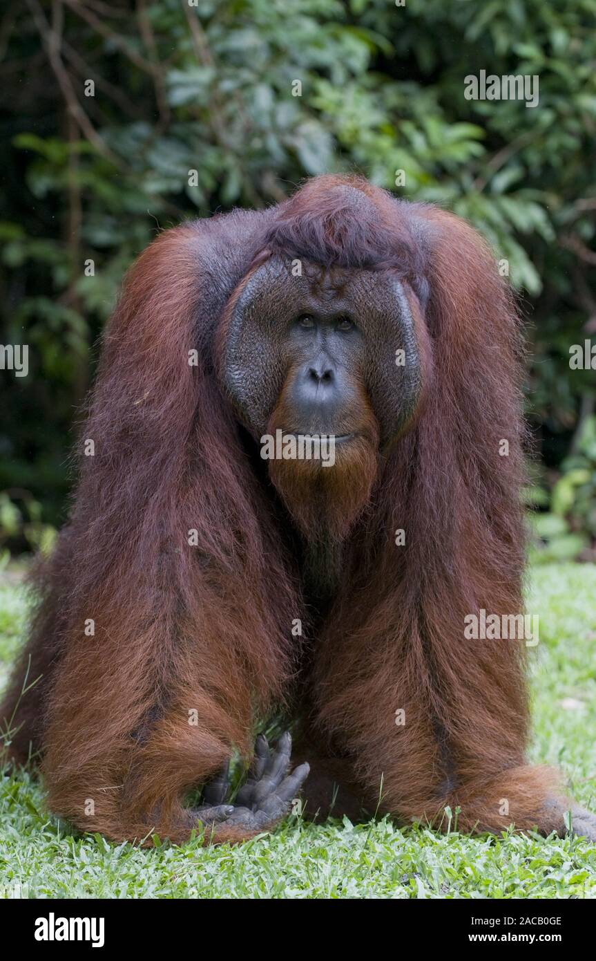 Borneo-Orang-Utan male / Orangutan male / Pongo pygmaeus Stock Photo
