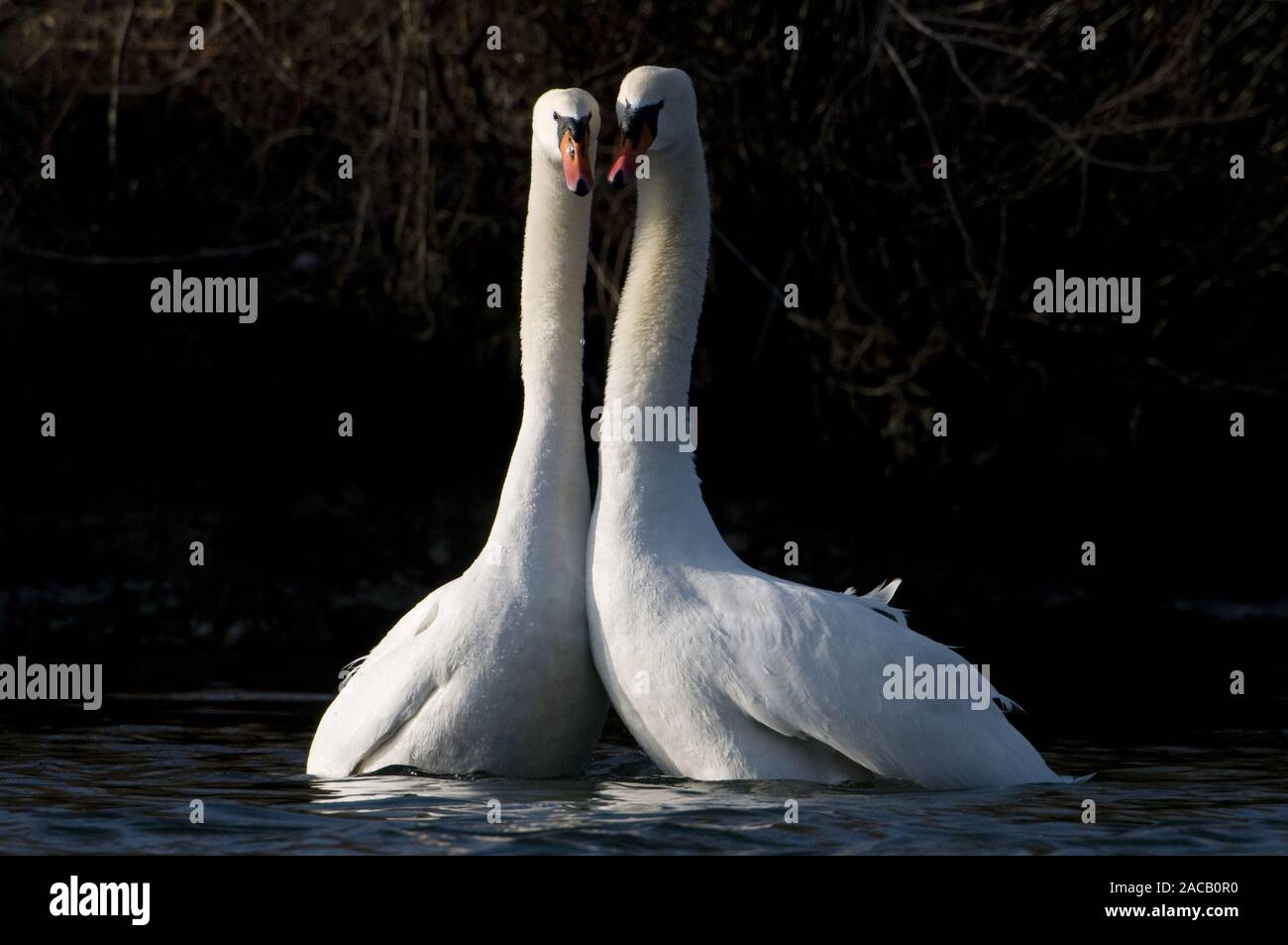 Hump swans courtship / Displaying Mute Swan / Cygnus olor Stock Photo