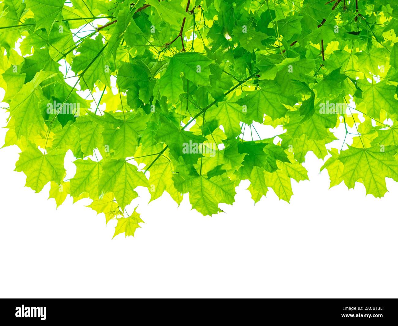 Maple tree branches with green leaves isolated on white background Stock Photo
