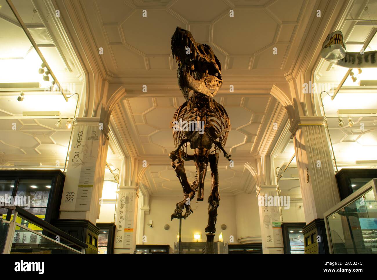 Cast of Tyrannosaurus rex specimen discovered by Stan Sacrison in South Dakota and displayed in running pose at Manchester University Museum Stock Photo