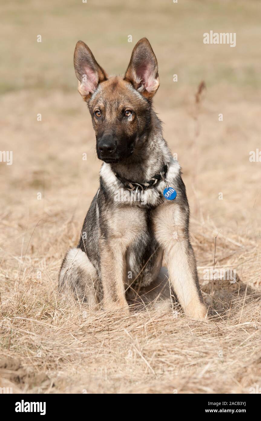 Czechoslovak Wolfhound Shepherd Dog Mix Stock Photo - Alamy