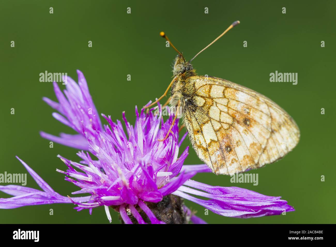 golden butterfly Stock Photo