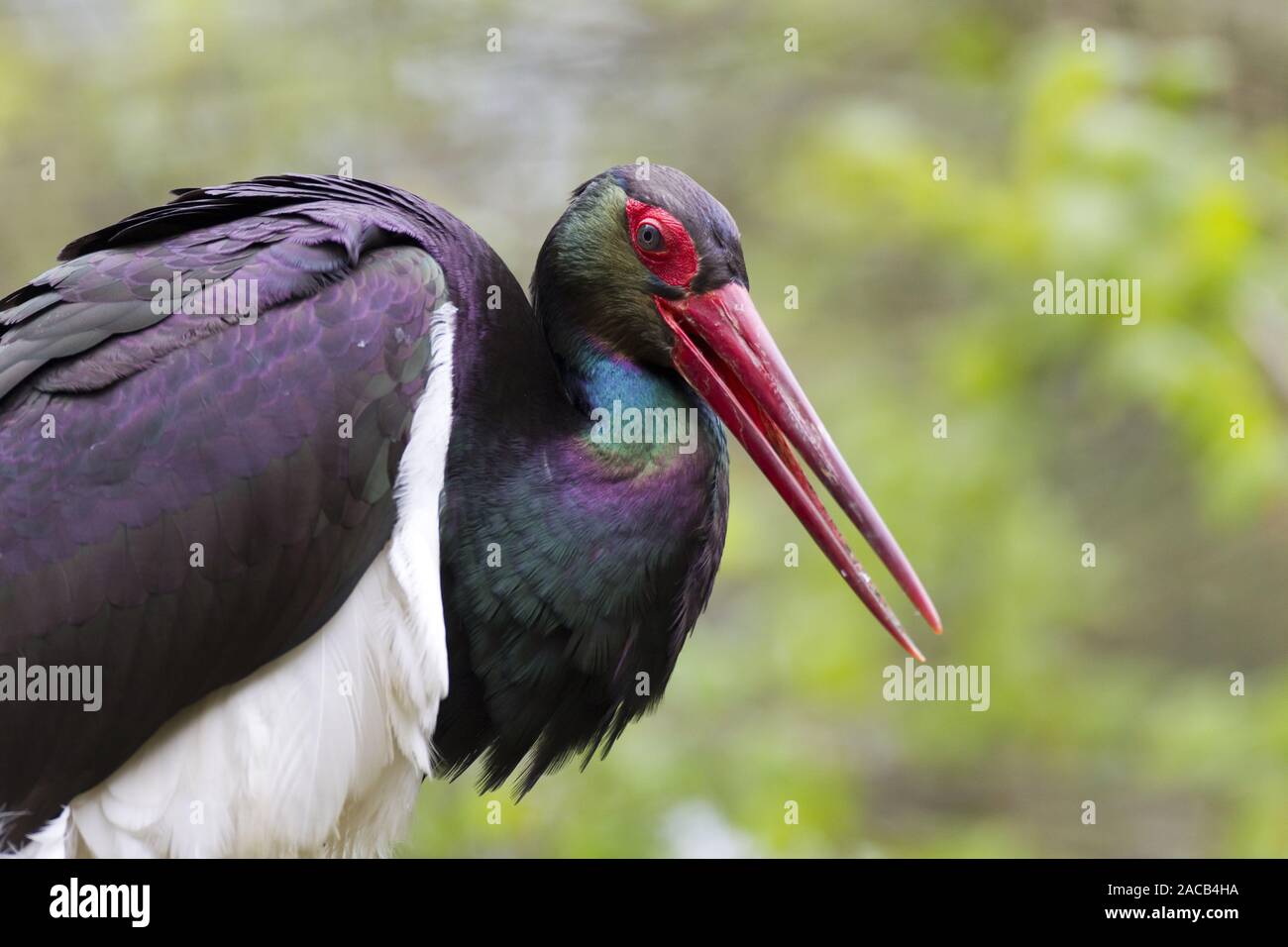 Black Stork (Ciconia nigra) Stock Photo