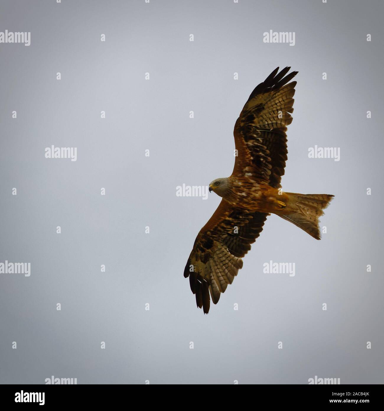 Red kite in Hampshire Stock Photo