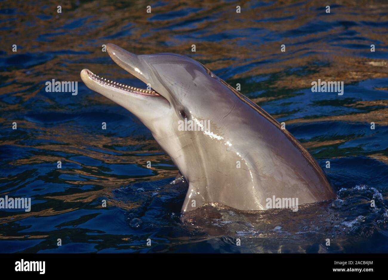 Bottlenose dolphin, tursiops truncatus Stock Photo
