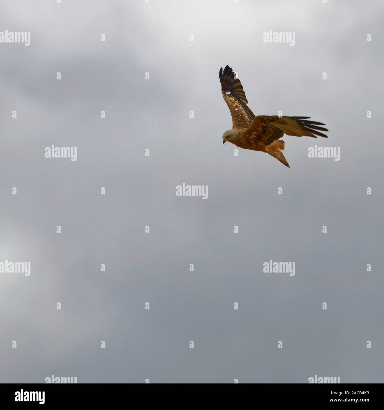 Red kite in Hampshire Stock Photo