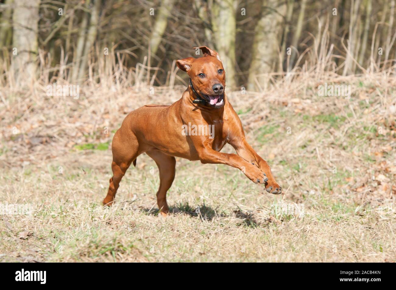 Springend auf wiese hi-res stock photography and images - Alamy