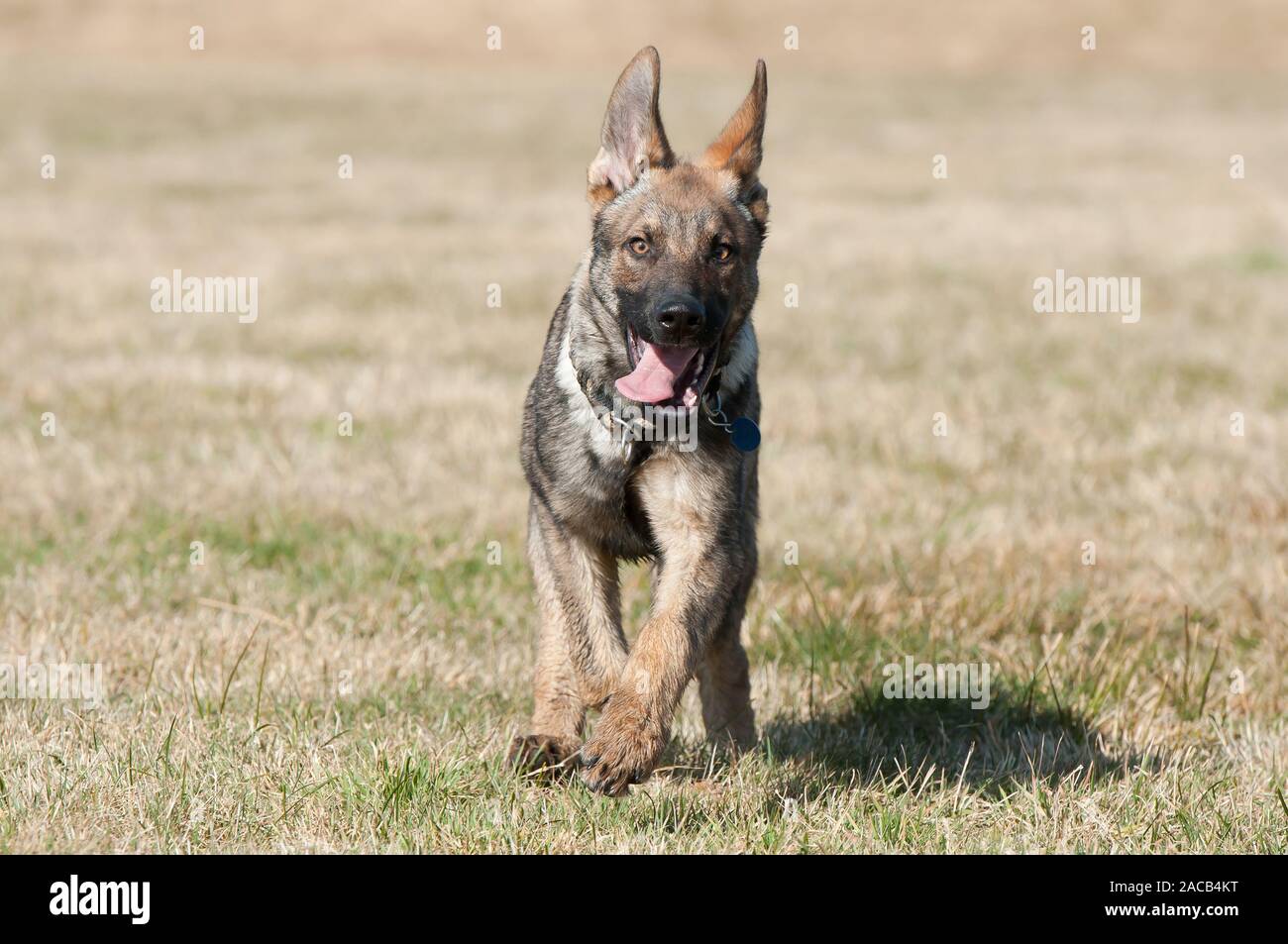 Czechoslovak Wolfhound Shepherd Dog Mix Stock Photo - Alamy