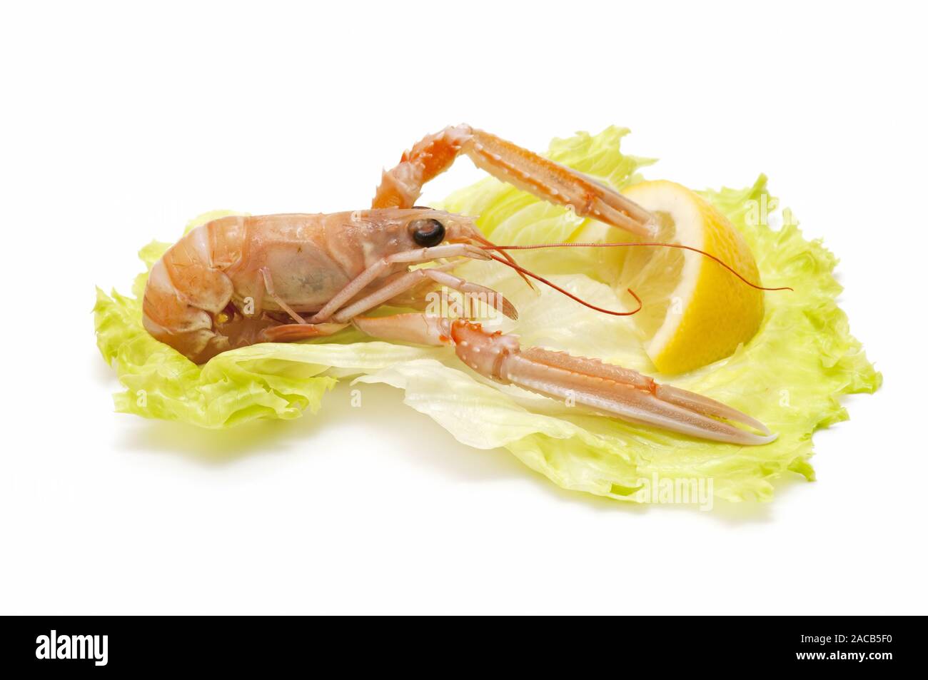 freshly caught seafood Stock Photo - Alamy