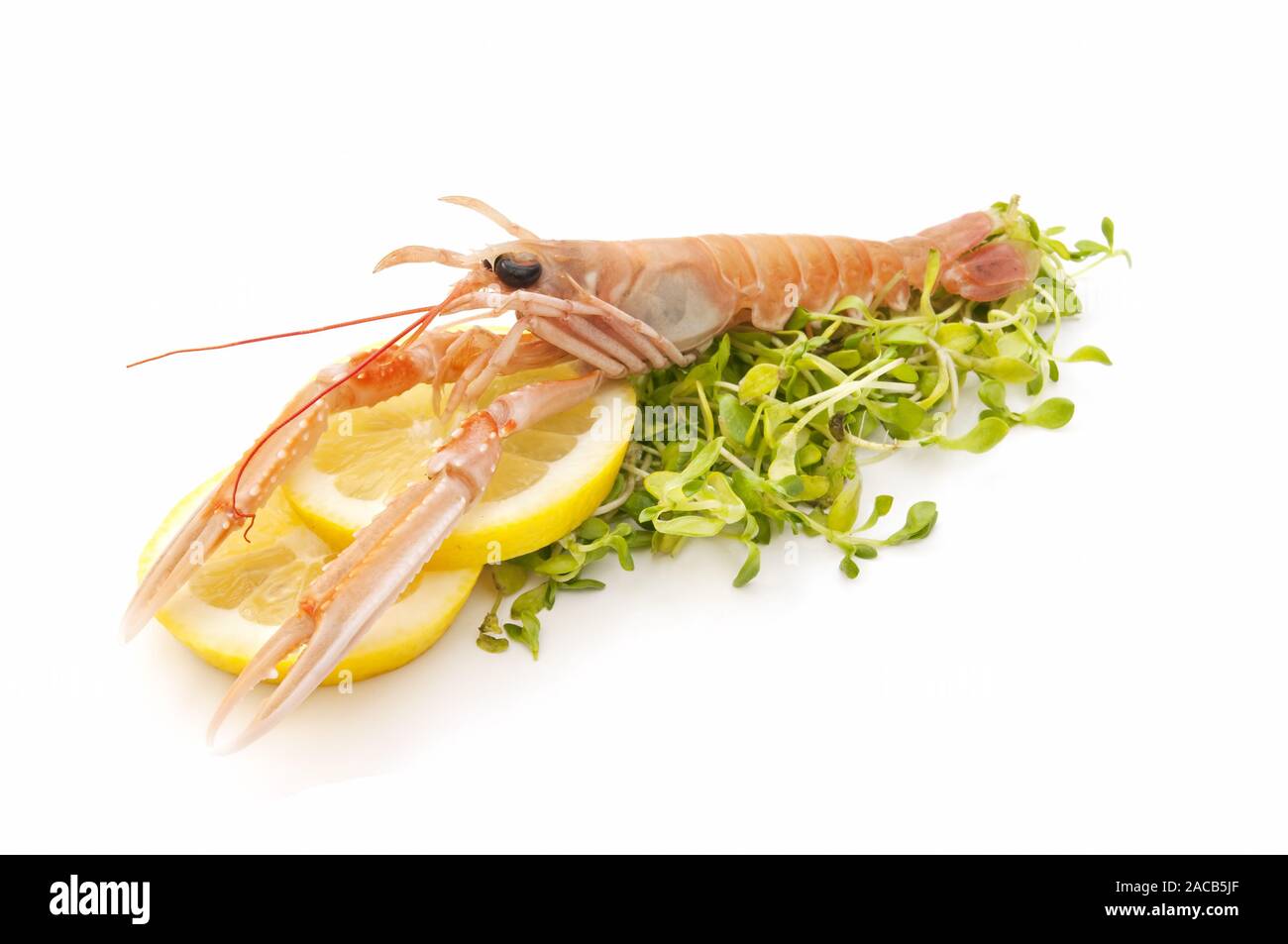 freshly caught seafood Stock Photo - Alamy