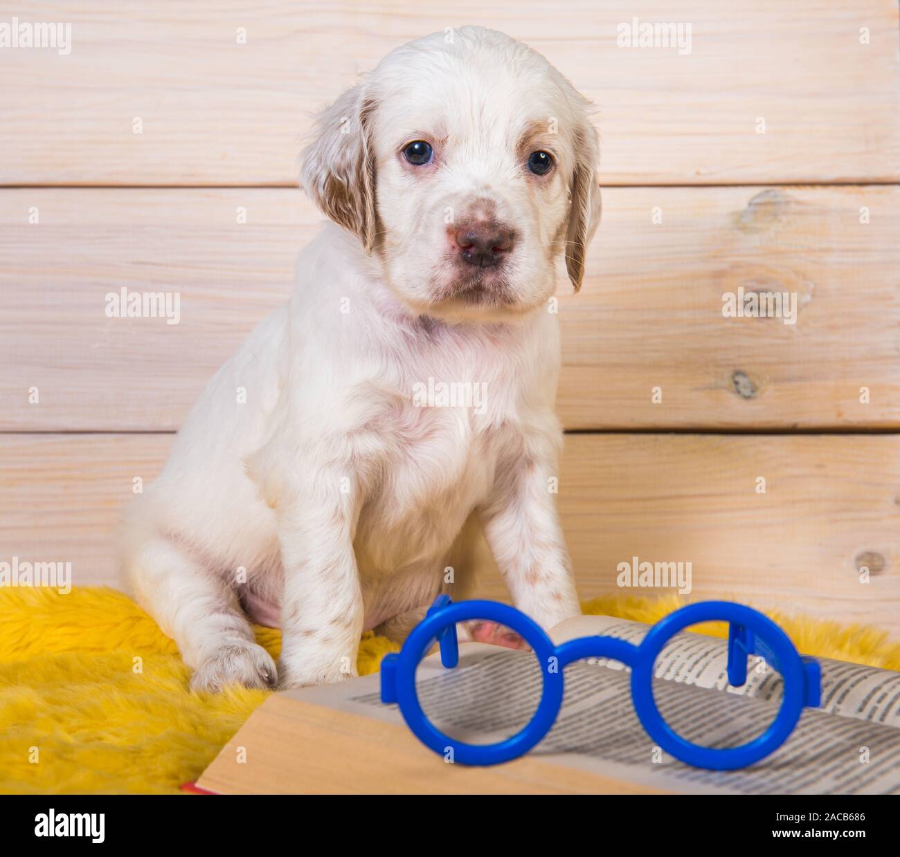 White English setter puppy dog is reading book Stock Photo