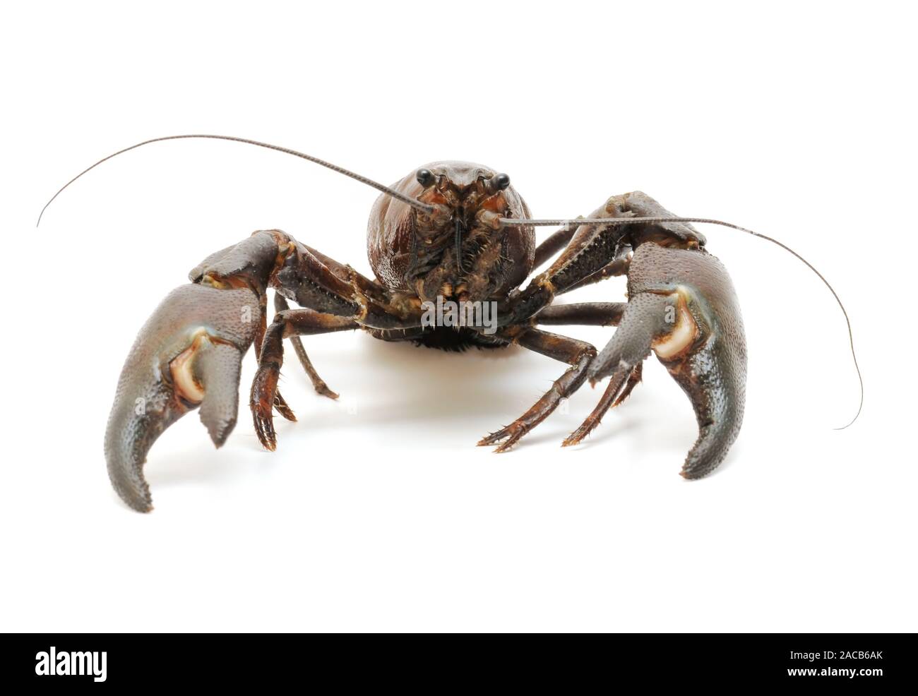 river crab Stock Photo