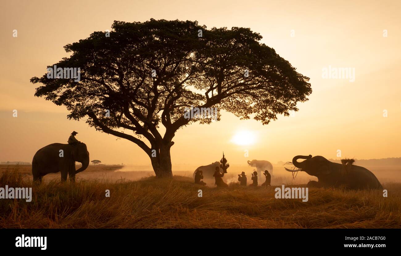 Thailand Countryside; Silhouette elephant on the background of sunset, elephant Thai in Surin Thailand. Stock Photo