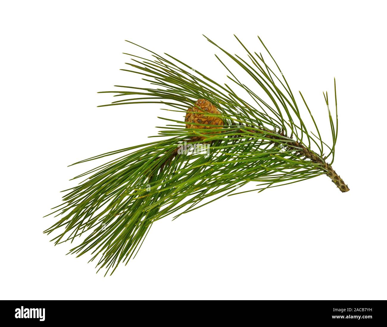 Pine tree branch with pines and cones isolated on white. A branch of a ...