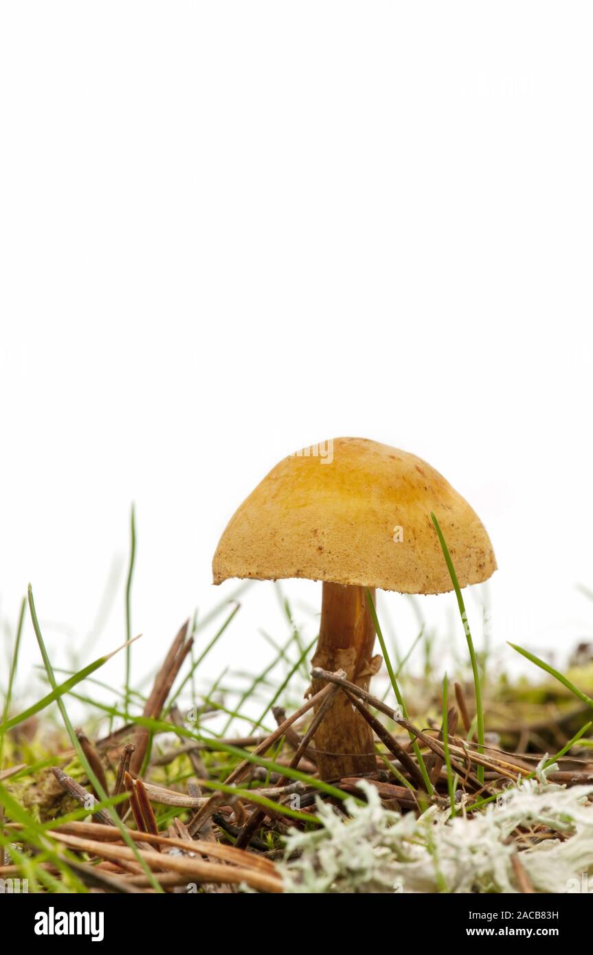 seasonal mushrooms Stock Photo